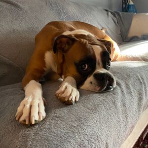 Geno laying on the couch